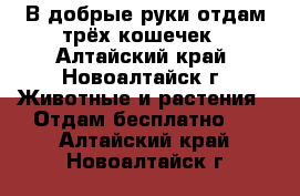 В добрые руки отдам трёх кошечек - Алтайский край, Новоалтайск г. Животные и растения » Отдам бесплатно   . Алтайский край,Новоалтайск г.